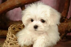 How to Overcome Your Dog’s Fear of You