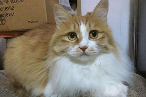 How to Prevent Cat Diarrhea