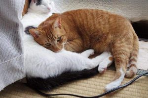 How to Prevent Your Cat from Catching a Cold