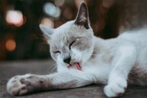 How to Protect Your Cat From Parasites