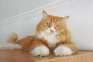 How to Read Your Cat’s Personality