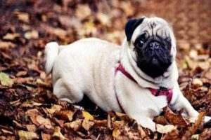 How to Reduce Shedding in a Pug