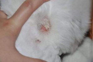 How to Spot Ringworm on a Ragdoll Cat