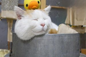 How to Stop a Cat From Peeing Outside the Litter Box