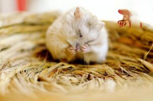 How to Tell Hamsters and Guinea Pigs Apart