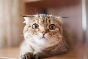 How to Tell If Your Cat Has Mites