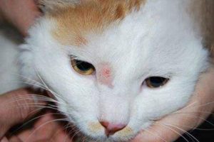 How to Tell If Your Cat Has Ringworm