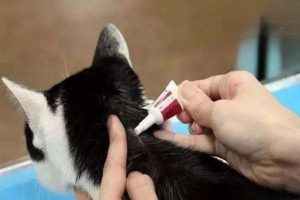 How to Tell If Your Cat Needs Deworming