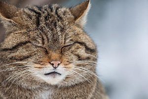 How to Train a Cat That Poops or Pees Outside the Litter Box