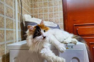 How to Train a Young Kitten to Use the Litter Box