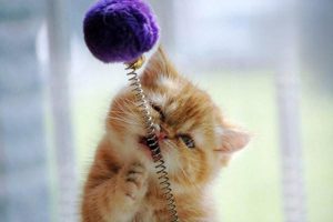How to Treat a Kitten That Gasps Like It’s Having an Asthma Attack