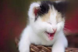 How to Treat and Prevent Tapeworms in Cats and Dogs