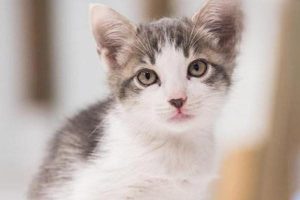 How to Use a Cat Teaser Wand