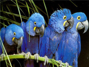 Hyacinth Macaw
