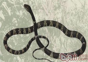 Hydrophis cyanocinctus