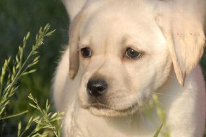 Hypersalivation (Ptyalism) in Dogs and Cats: Symptoms, Treatment, and Prevention