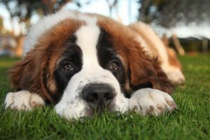 Hypoparathyroidism in Dogs and Cats