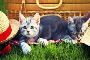 Hypopituitarism in Dogs and Cats