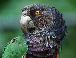 Imperial Amazon