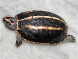 Indian Black Turtle