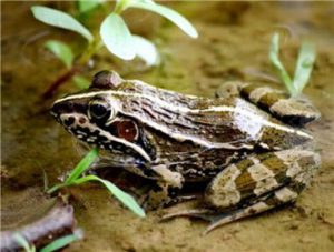 Indian Bullfrog (Tiger Frog)