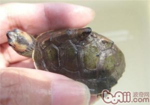 Indian Roofed Turtle