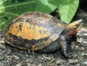 Indochinese Box Turtle