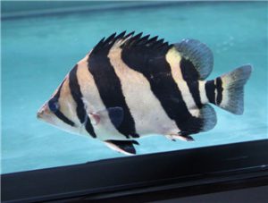 Indonesian Tigerfish
