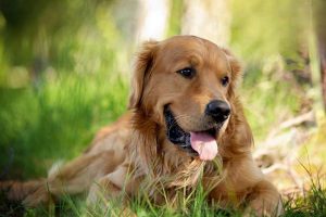 Inguinal and Scrotal Hernia in Dogs and Cats