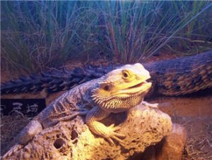 Inland Bearded Dragon