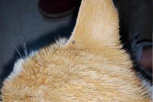 Internal Parasites in Cats