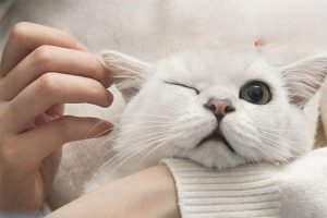 Intervertebral Disc Disease (IVDD) in Dogs and Cats