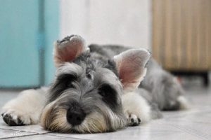 Is Dandruff on a Puppy Normal?