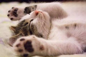 Is It Normal for a Cat to Snore?