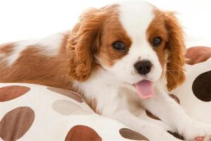 Is It Normal for a Dog to Have a Lot of Eye Discharge?