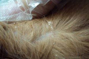 Is Matted Cat Fur a Sign of Skin Disease