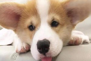 Is Ringworm in Cats and Dogs Hard to Treat?