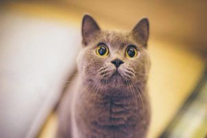 Is Ringworm in Cats Caught by Touch