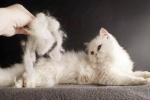 Is Your Cat Shedding Just From the Season