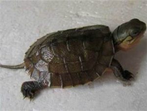 Iverson’s Turtle