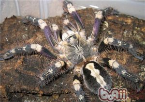 Ivory Ornamental Tarantula