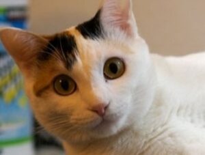 Japanese Bobtail