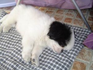 Japanese Chin