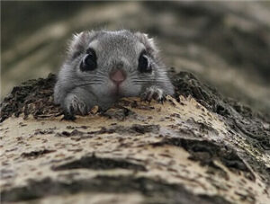 Japanese Flying Squirrel