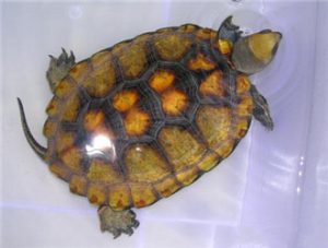 Japanese Pond Turtle