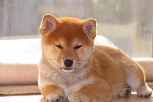 Jaundice in Dogs and Cats
