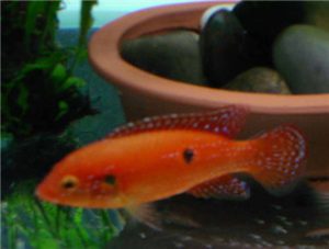 Jewel Cichlid (Hemichromis bimaculatus)