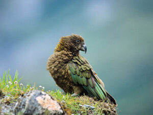 Kea