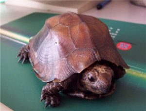 Keeled Box Turtle (Asian Forest Turtle)