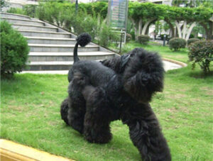 Kerry Blue Terrier